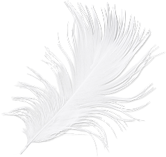 feathers